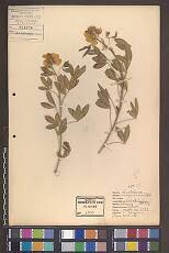 Image result for Teramnus micans