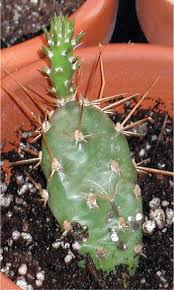 For a list of food recipes, see food. Opuntia Fragilis Taxonomy Distribution And Ecology