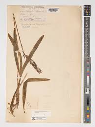 Image result for Bulbophyllum cochleatum