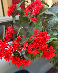 Image result for Clerodendrum splendens