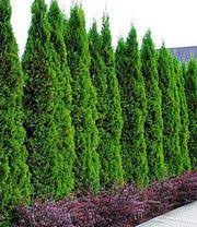 Leyland Zypressen Hecke 1a Pflanzen Kaufen Baldur Garten Hecke Pflanzen Bepflanzung Thuja Hecke