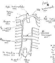 It is named for francis sibson. Https Jumed14 Weebly Com Uploads 5 8 7 5 58753271 Anrs 6 Corrected Pdf