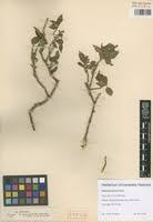 Image result for Solanum terminale