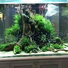 A Beautiful Schooling Fish In Tanks Video Freshwater Aquarium Fish Amazing Aquariums Aquascape Aquarium