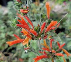 Image result for Dicliptera capitata