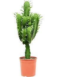 Image result for Euphorbia fortissima