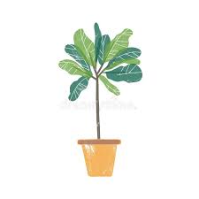 Follow our care instructions for success. Croton Plant Stock Illustrations 608 Croton Plant Stock Illustrations Vectors Clipart Dreamstime