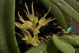 Image result for Angraecum chamaeanthus