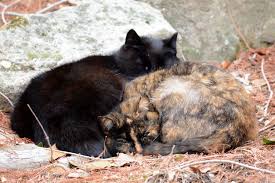 Symbolically adopting for a friend or loved one is the perfect gift for holidays, birthdays and anniversaries. Symbolically Adopt A Cat And Support The Wolves Of Speedwell Today