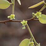 Image result for Pseudolachnostylis maprouneifolia