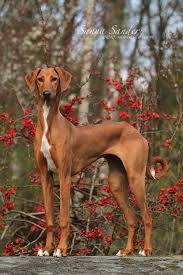 young lady soleil by sannas on deviantart fotografii sobak krupnye porody sobak italyanskaya borzaya