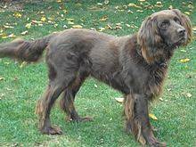 Patience is needed for teaching this breed to any tricks and commands though, but it's worth the effort. German Longhaired Pointer Wikipedia