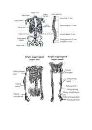 Rangka Tubuh Manusia Study Notes Biology Bones