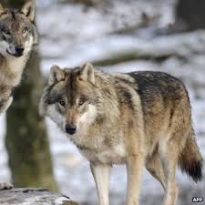 Check spelling or type a new query. 20 Kata Kata Inspiratif Dari Seekor Serigala Penuh Makna Ragam Bola Com