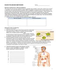 Endocrine System Worksheet