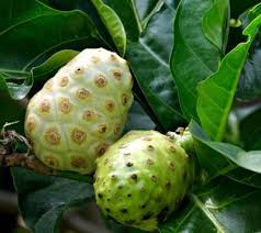 Image result for Morinda