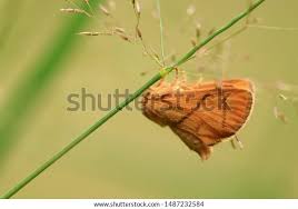 Image result for Apoda limacodes