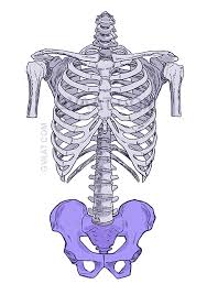 How To Draw The Torso Easier An Illustrated Guide Gvaat S Workshop The wall of the pelvic cavity includes (1) superficial muscles, such as the glutei; how to draw the torso easier an