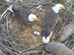 What time of year do eagle eggs hatch? Mr President The First Lady S Two Eggs Soon Due To Pip Hatch Inside Their Us National Arboretum Nest On Dc Eagle Cam Business Wire