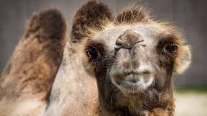 There are two types of camels: Immunizing Camels To Help Allergy Sufferers Technology Networks