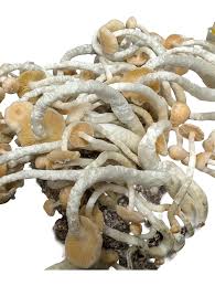 Image result for Sarcocornia natalensis