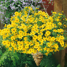 We did not find results for: Bidens Goldita J Parker Dutch Bulbs