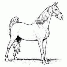 570 x 795 jpg pixel. Kleurplaat Van Een Paard Printen Leuk Voor Kids