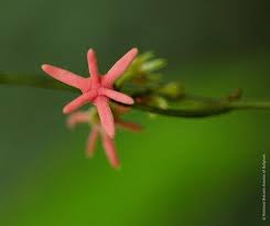 Image result for Artabotrys likimensis