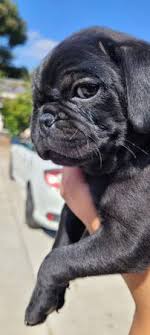 Maybe you would like to learn more about one of these? San Diego Puppies And Dogs For Adoption Home Facebook