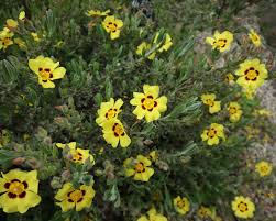 Image result for Lasianthus