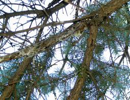 It seems to be progressing around the tree and from top to bottom. Cytospora Canker Umn Extension