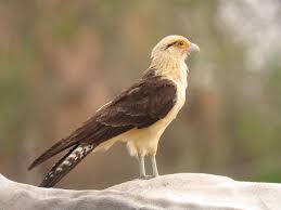 Michigan Birds Of Prey Pictures Milvago Chimachima Bald Eagle Birds Of Prey Prey