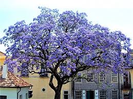 So bindet ein blauglockenbaum (paulownia) in 20 jahren ca. Paulownia Test Vergleich 2021 7 Beste Baume