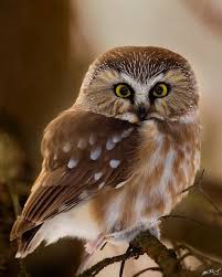 Bird That Sounds Like An Owl Uk Northern Saw Whet Owl Saw Whet Owl Owl Owl Pictures