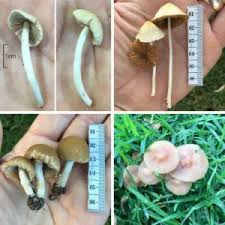 Cultivated mushrooms, such as those you buy yourself to eat in grocery stores are okay for dogs to eat. Help My Dog Ate A Mushroom Toxicity Signs Walkerville Vet