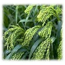 Image result for Aeschynomene bullockii