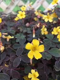 Image result for Oxalis purpurascens