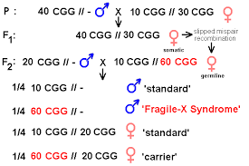 Fragile X Syndrome Pedigree