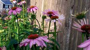 Pin On Garden Club
