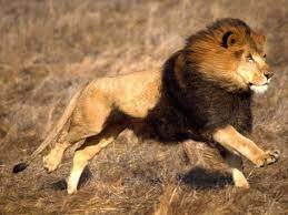 Male African Lion Running Native To Africa Photographic Print David Northcott Allposters Com Male Lion African Lion Cat Anatomy
