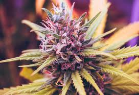 The online vaping market in canada is very competitive. Online Head Shop Weed Accessories Weed Culture It S Primo