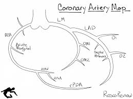 Larger right marginal arteries (= right marginal branches) also diverge from the right coronary artery as it continues around the heart. Coronary Artery Diagramming Resus Review