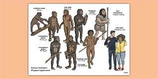 See more ideas about hominid, human evolution, neanderthal. Human Evolution Physical Appearance Diagram