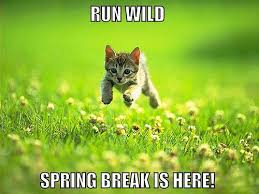 Spring Break Animals Kitten Cats