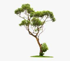 Originally bonsai was practiced only by the elite of ancient china. Chinese Tree Png Transparent Png Transparent Png Image Pngitem