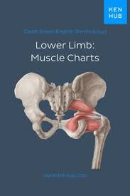 A 30 minute class for hips, hamstrings and lower back. 510 Master Anatomy Lower Extremity Ideas In 2021 Anatomy Hip Anatomy Muscle Anatomy