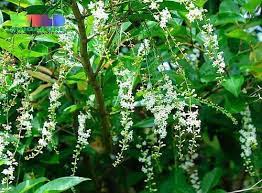 Download lagu anak pokok bunga melur (12.49mb) dan streaming kumpulan hasil diatas adalah hasil pencarian dari anda anak pokok bunga melur mp3 dan menurut kami yang paling cocok. Pokok Bunga Wangi Mayangsar Fiddlewood Home Furniture Gardening On Carousell