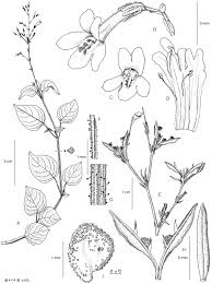 Image result for Isoglossa punctata