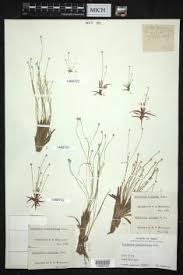 Image result for Eriocaulon transvaalicum