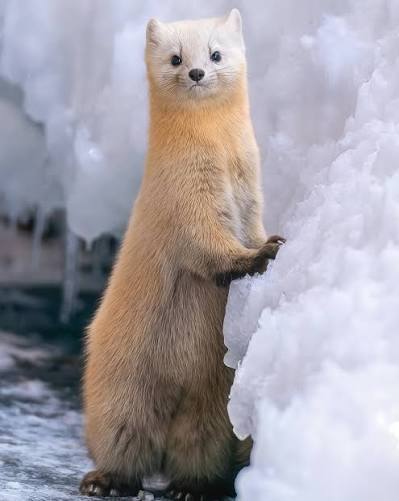 The Japanese sable (Martes melampus), also called the nihon ten, is a  small, agile carnivorous mammal native to Japan, where it inhabits forests  across Honshu, Shikoku, Kyushu, and nearby islands. Clo